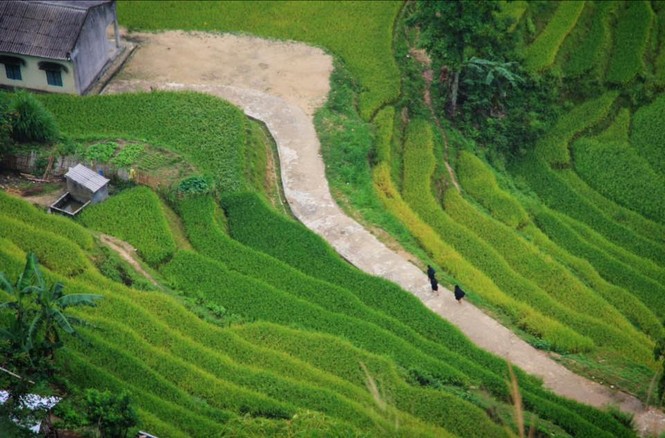 Ngỡ ngàng ruộng bậc thang Hoàng Su Phì mùa lúa chín - ảnh 11