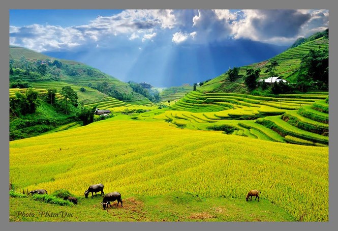 Ngỡ ngàng ruộng bậc thang Hoàng Su Phì mùa lúa chín - ảnh 13