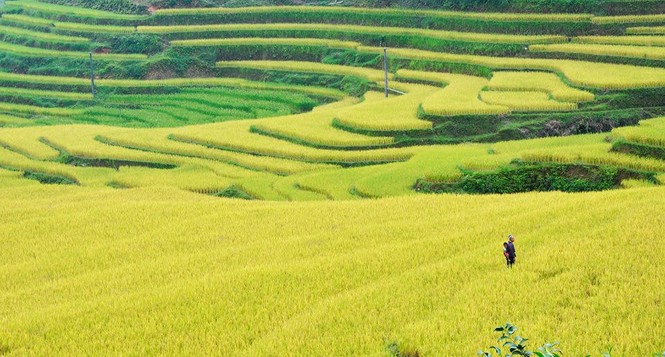 Ngỡ ngàng ruộng bậc thang Hoàng Su Phì mùa lúa chín - ảnh 7
