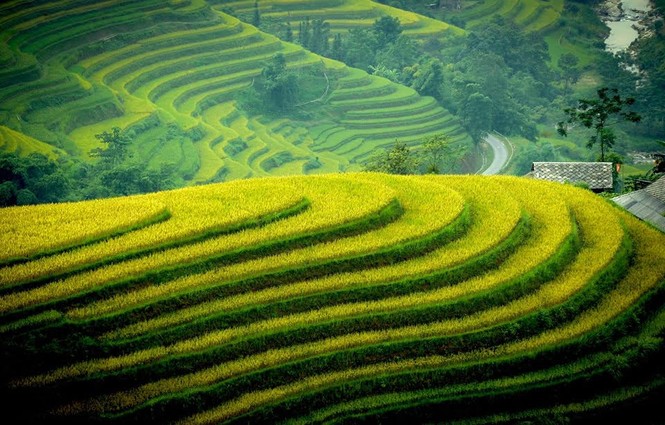 Ngỡ ngàng ruộng bậc thang Hoàng Su Phì mùa lúa chín - ảnh 8