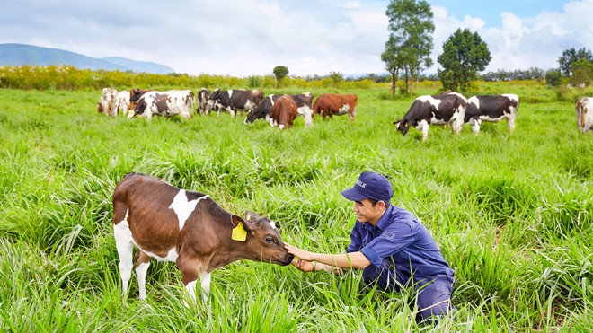 Vinamilk đạt chứng nhận trang trại bò sữa Organic đầu tiên ở Việt Nam - ảnh 1