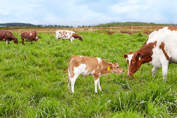 Vinamilk đạt chứng nhận trang trại bò sữa Organic đầu tiên ở Việt Nam - ảnh 2