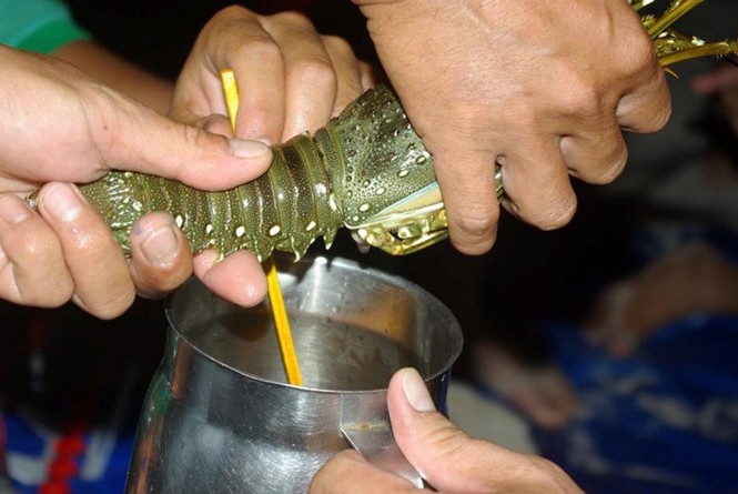 Bài thuốc từ tôm hùm chữa bệnh tốt thế nào? - ảnh 1