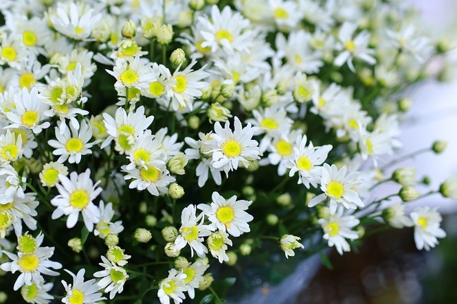 Tác dụng bất ngờ của cúc họa mi với sức khỏe - ảnh 4