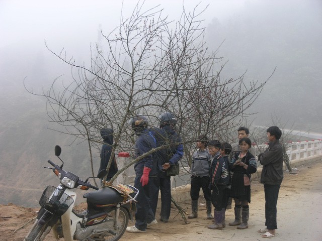Chợ hoa đào Sa Pa trong giá lạnh 10 độ C - ảnh 2
