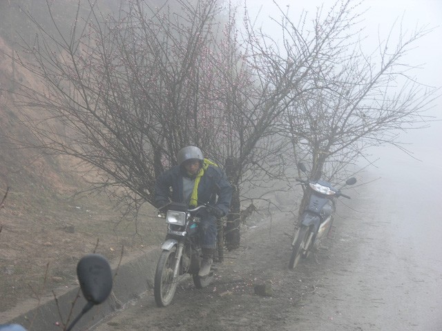 Chợ hoa đào Sa Pa trong giá lạnh 10 độ C - ảnh 6