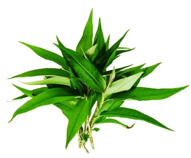 9 loại cây trồng trong nhà làm gia vị và thuốc chữa bệnh - ảnh 3