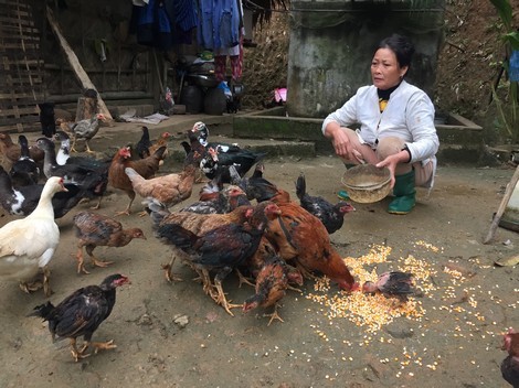 Về vùng nuôi gà chín cựa 'độc nhất vô nhị' - ảnh 2