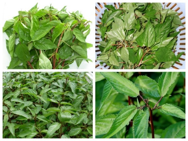 Chữa hàng loạt bệnh chỉ bằng một nắm rau rẻ tiền mùa hè - ảnh 1