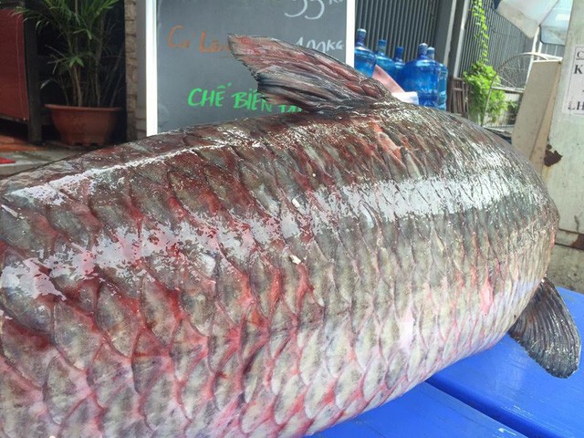 Cá trắm đen khổng lồ, nặng 55kg sa lưới ngư dân ở hồ Thác Bà - ảnh 1