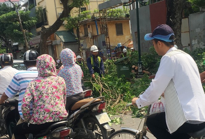 Tắc nửa con phố, nhân viên Công ty Cây xanh bình chân tỉa cây - ảnh 2