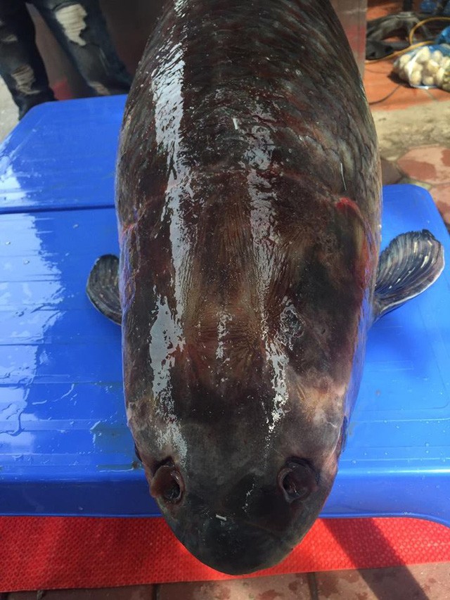 Cá trắm đen khổng lồ, nặng 55kg sa lưới ngư dân ở hồ Thác Bà - ảnh 2