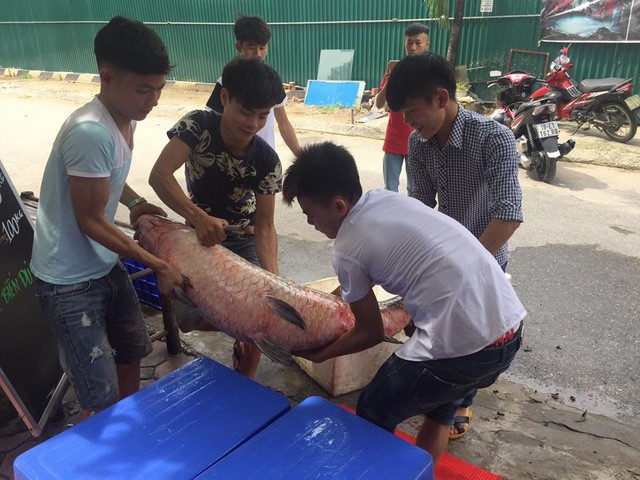 Cá trắm đen khổng lồ, nặng 55kg sa lưới ngư dân ở hồ Thác Bà - ảnh 3