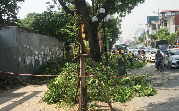 Tắc nửa con phố, nhân viên Công ty Cây xanh bình chân tỉa cây - ảnh 4