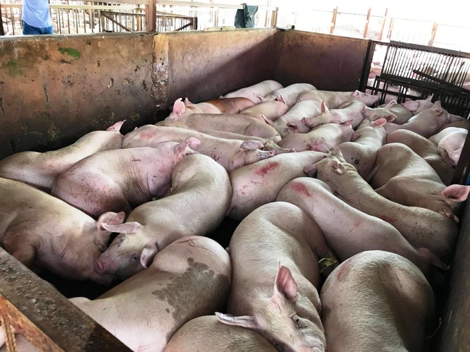 Heo tiêm thuốc an thần: Không chỉ tiêm một lần - ảnh 1