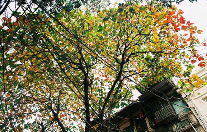 Khoảnh khắc Thu Hà Nội - ảnh 6