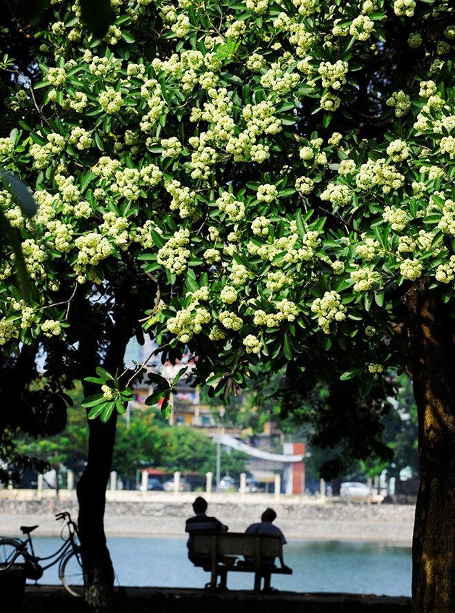 Khoảnh khắc Thu Hà Nội - ảnh 7