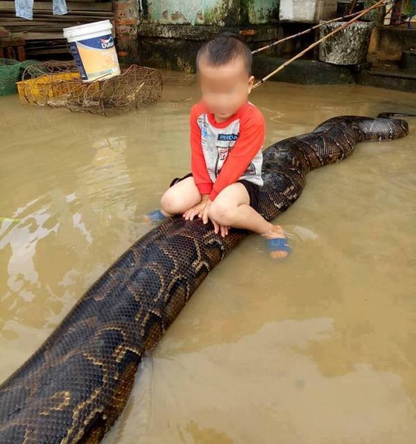 Tin mới vụ cháu bé cưỡi trăn 'khủng' ở Thanh Hóa - ảnh 2