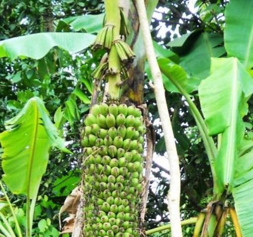 buồng chuối khủng hơn 200 nải - ảnh 2