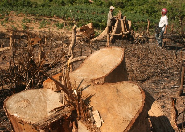 Luật Lâm nghiệp: Hướng phát triển lâm nghiệp theo chuỗi bền vững - ảnh 1