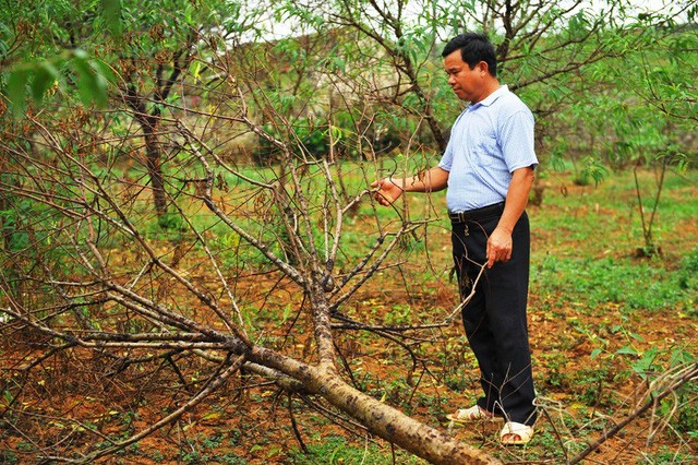 4.000 cây đào phai ở Ninh Bình chết như ngả rạ - ảnh 1