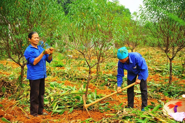 4.000 cây đào phai ở Ninh Bình chết như ngả rạ - ảnh 2