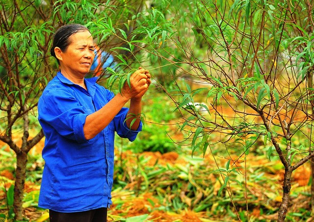 4.000 cây đào phai ở Ninh Bình chết như ngả rạ - ảnh 3
