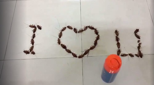 Màn tỏ tình hoành tráng của chàng trai Nam Định - ảnh 1