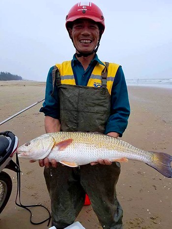 Ngư dân câu được cá nặng gần 5 kg nghi sủ vàng quý hiếm - ảnh 1