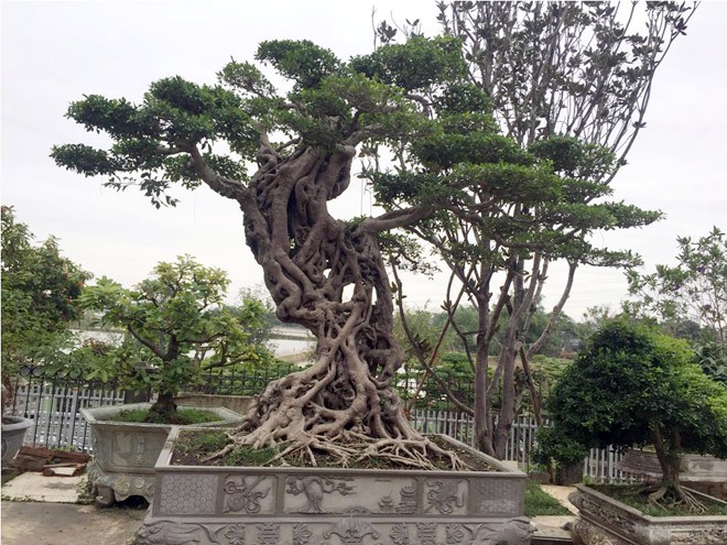 Cây si dáng chữ S từng được trả giá 4 tỷ đẹp cỡ nào? - ảnh 1
