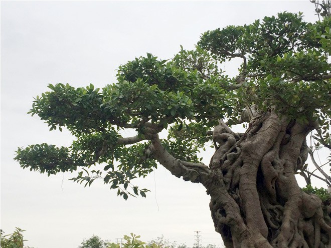 Cây si dáng chữ S từng được trả giá 4 tỷ đẹp cỡ nào? - ảnh 4