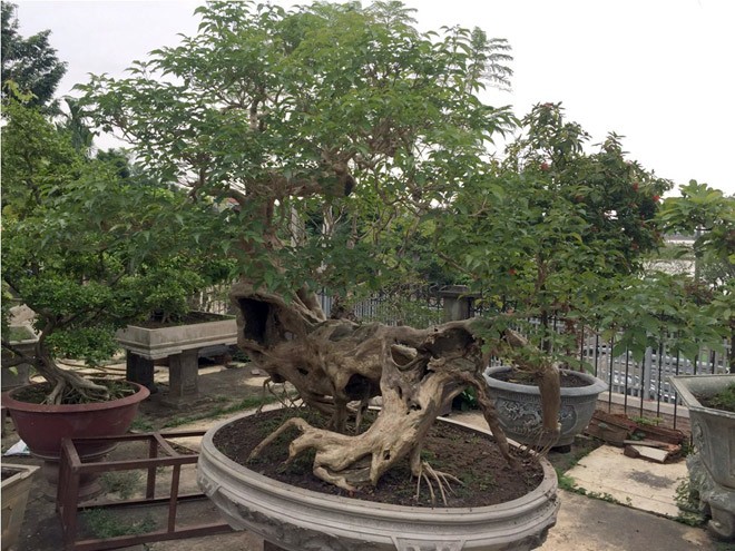 Cây si dáng chữ S từng được trả giá 4 tỷ đẹp cỡ nào? - ảnh 7