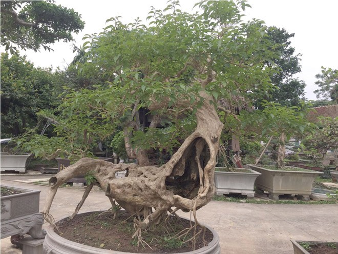 Cây si dáng chữ S từng được trả giá 4 tỷ đẹp cỡ nào? - ảnh 9