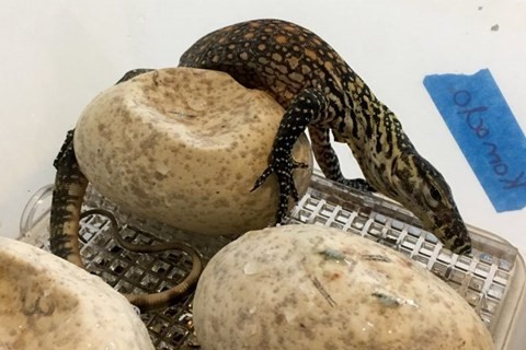 Khoảnh khắc đám rồng Komodo phá trứng chui ra ngoài - ảnh 1