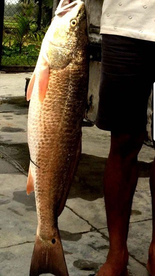 Người dân ở Bình Định câu được cá 'lạ' 5 kg vàng óng - ảnh 1