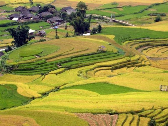 Đặc sản của đất và người Yên Bái Ai lên Tú Lệ thưởng cốm thơm - ảnh 4
