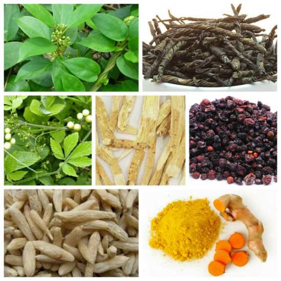 7 vị thuốc hỗ trợ điều trị tiểu đường trong y học cổ truyền - ảnh 1