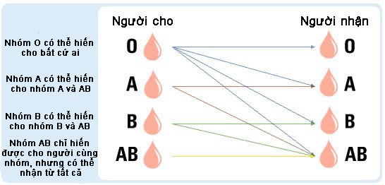 Tại sao AB là nhóm máu hiếm nhất thế giới? - ảnh 1