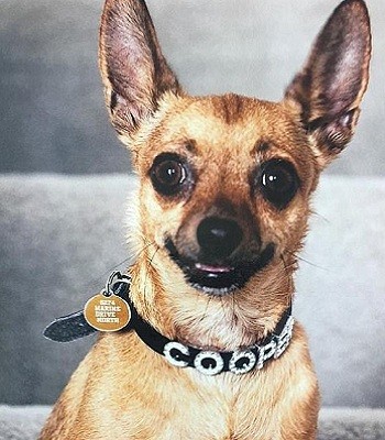 Chó chihuahua tử chiến với rắn nâu kịch độc để cứu chủ - ảnh 1