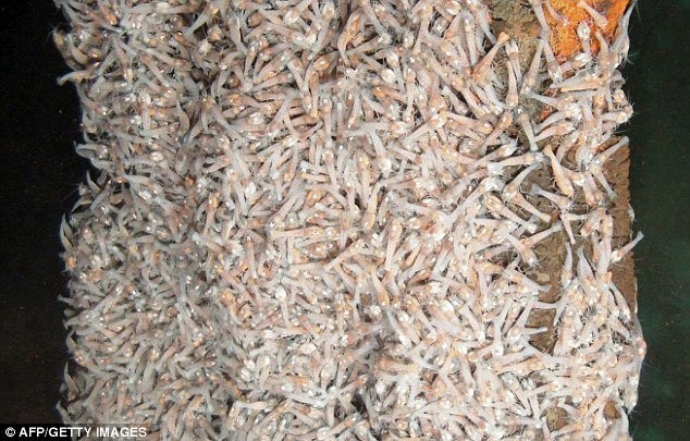 Kình dị loại tôm sống sâu 5000m 'chấp' nước nóng 450 độ - ảnh 2