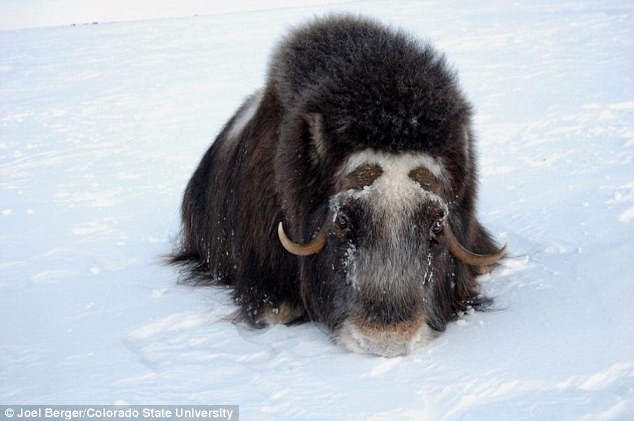 Đàn bò rừng Alaska chết vùi trong cơn bão tuyết kinh hoàng
