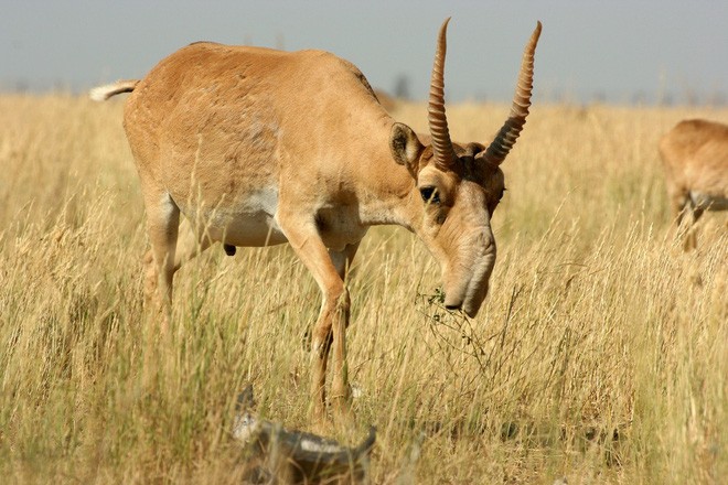 Tìm ra 'sát thủ' quét sạch 2/3 linh dương Saiga trên thế giới - ảnh 2