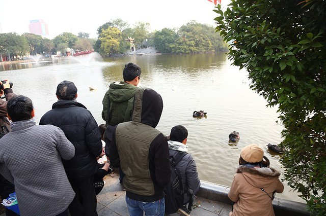Niềm vui 'chẳng tày gang' ngắm thiên nga tại Hồ Gươm của giới trẻ Hà Nội - ảnh 2
