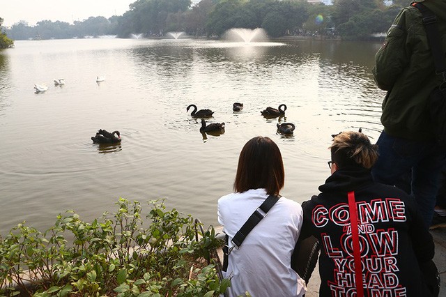 Niềm vui 'chẳng tày gang' ngắm thiên nga tại Hồ Gươm của giới trẻ Hà Nội - ảnh 3