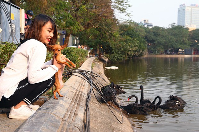 Niềm vui 'chẳng tày gang' ngắm thiên nga tại Hồ Gươm của giới trẻ Hà Nội - ảnh 7