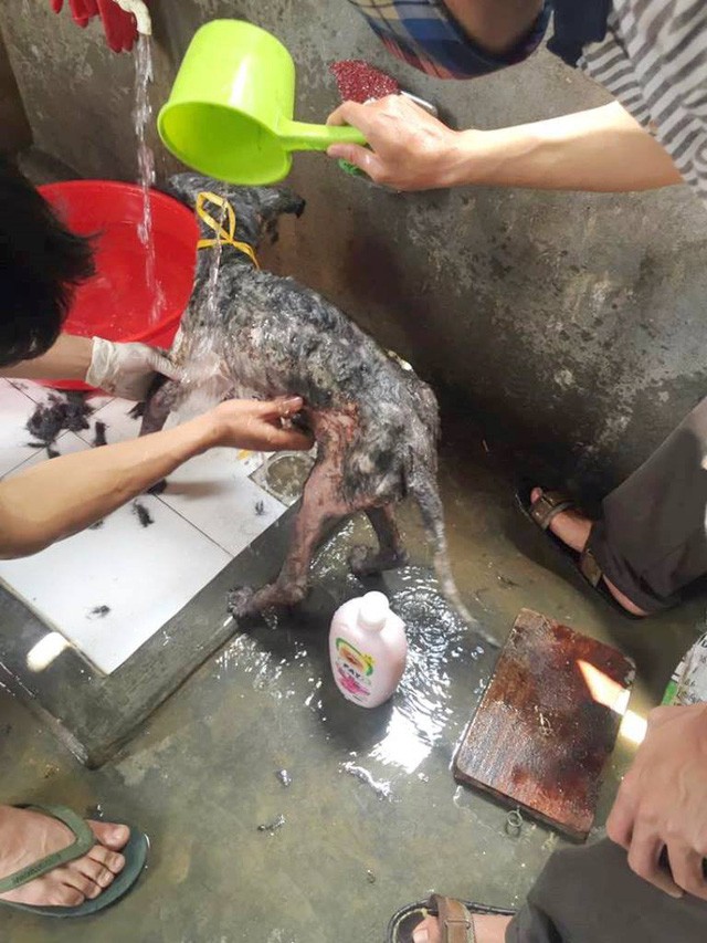 Ước mơ của chàng trai cứu hơn 200 con chó hoang, bệnh tật mỗi năm - ảnh 1