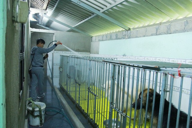 Ước mơ của chàng trai cứu hơn 200 con chó hoang, bệnh tật mỗi năm - ảnh 5