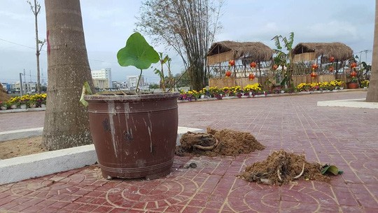 Mang xe ba gác vào công viên 'cướp' hoa, ném đá khi bị ngăn cản - ảnh 1