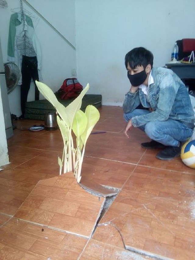 Bi hài, Sinh viên giật mình thấy cây chuối mọc giữa phòng - ảnh 1