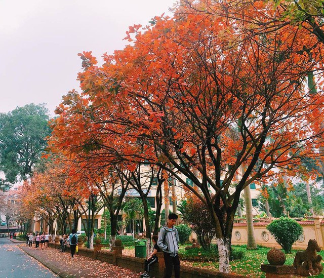 Mê mẩn hàng lộc vừng thay lá vàng ruộm trong khuôn viên ĐH Sư phạm - ảnh 3